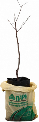 Рослина Персик в асортименті 3р (з/к)