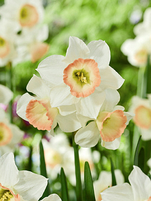 Цибулина нарциса Космополітен 3 шт. TUBERBULB Export B.V.