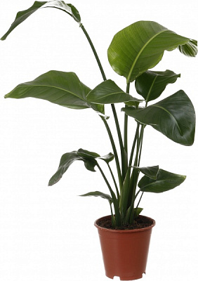 Растение комнатное Стрилиция 19/100 Николая