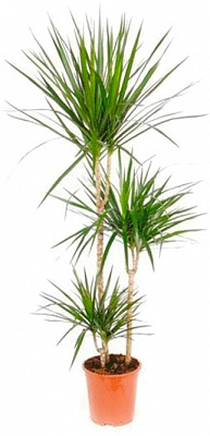 Растение Драцена Маргината Санрей 3 ствола 21/100