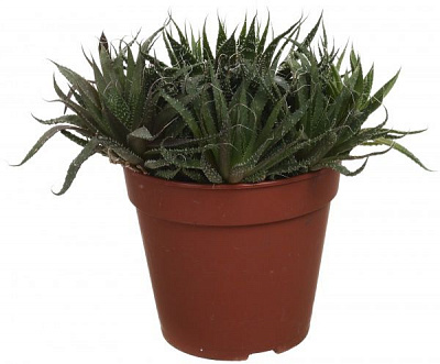 Растение комнатное Алоэ микс 12х15 см
