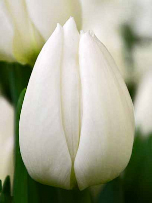 Луковица тюльпана простого раннего Уайт Марвел 3 шт. 