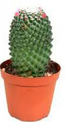 Кактус мамилярия толука d11/h12