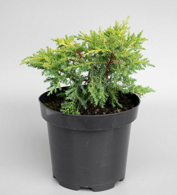 Растение Можжевельник средний Gold Star (V21-S23 30+ C7.5)
