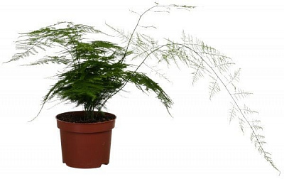 Растение Аспарагус микс 12/30