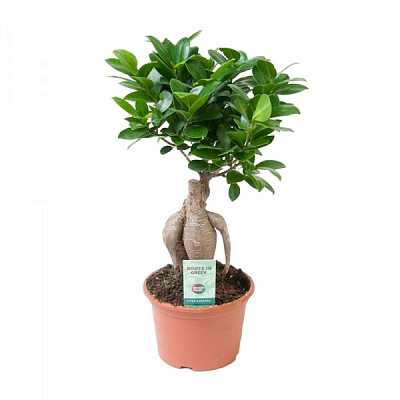 Рослина кімнатна Фікус бенжаміна Голд Кинг 21/105
