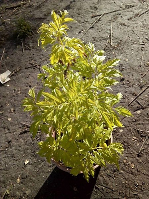 Саджанець Бузина золотиста Aurea С3