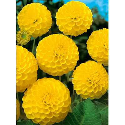 Корнеклубень Георгина Помпонная Deepest Yellow 1 шт. Яскрава