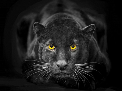 Репродукция Пума на чорном фоне 60x80 см Арт Фемелі 