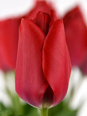 Луковица тюльпана Дарвина Ред ван Эйк 3 шт.