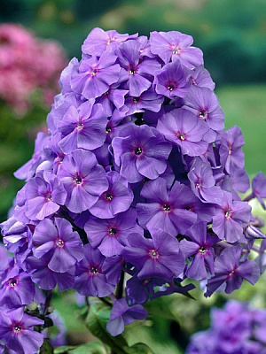 Корневище флокса Аметист 1 шт. 