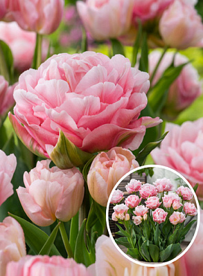 Луковица тюльпана махрового раннего Дример 3 шт.