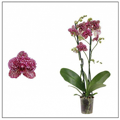 Растение комнатное Фаленопсис (орхидея) 12х60 2 ствола Mimesis Wildcat (Ter Laak Orchids)