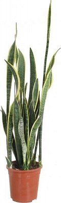 Растение Сансевьера Laurentii 27/105