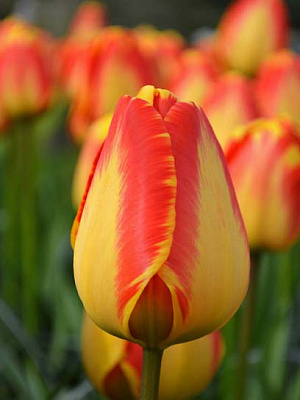 Цибулина тюльпана Дарвіна Банья Лука 3 шт.