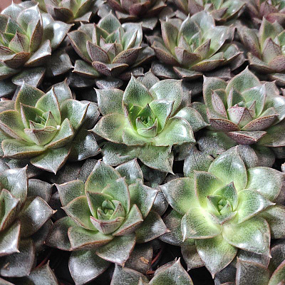 Растение Эхеверия 6х8 Purpusorum