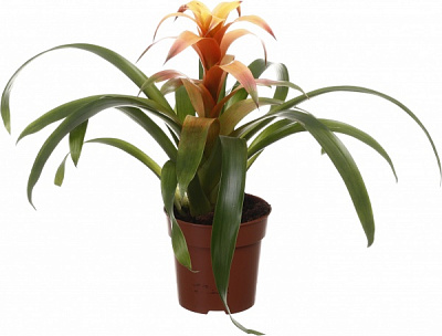 Растение комнатное Бромелия микс 12/40