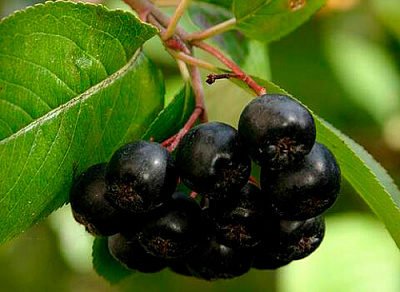 Растение Арония круглолистая Brilliant (V21-F22 h 60-80 C10)