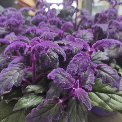 Растение Гинура 12х20