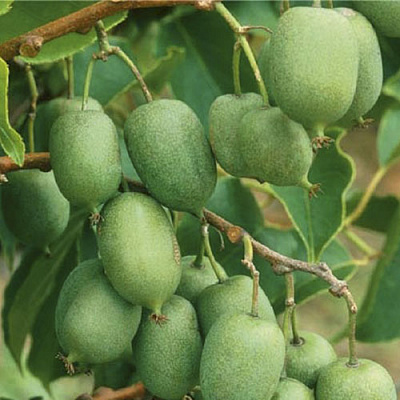 Растение Актинидия d15/h50