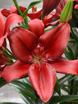 Луковица лилии ЛА Форза Ред 1 шт. 