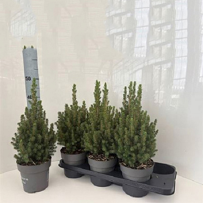 Растение Ель 15х45 Perfecta