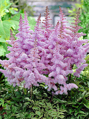 Корневище Heemskerk Vasteplanten B.V. астильбы Харт энд Соул 1 шт.