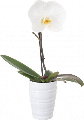 Растение Фаленопсис микс Синголо 9х30 см А1 / А2