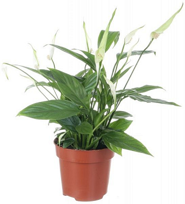 Растение Спатифиллум мини 9/20