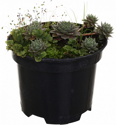 Рослина троянда кам'яна Молодило Graptopetalum paraguayense 0,5 л h 2-5 см