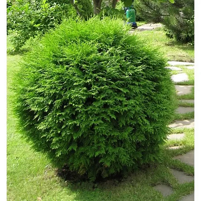 Растение Туя западная Глобоса С3 D20-30(укр)