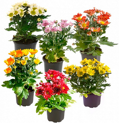 Растение Хризантема d19 (ранняя)