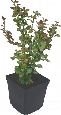 Саджанець MegaPlant Барбарис Тунберга Red Pillar 30-40 см С2