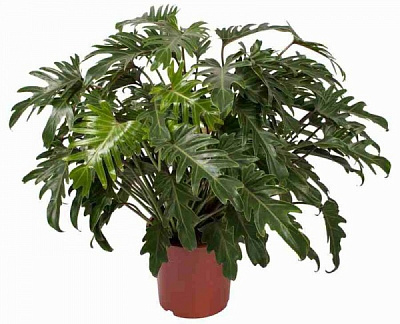 Растение Филодендрон Ксанаду 21/55