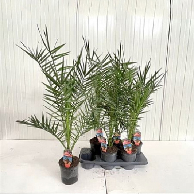 Рослина Фінікова пальма 15х120 Сanariensis