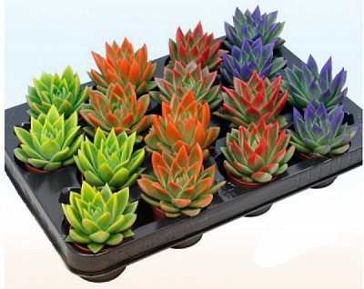 Рослина кімнатна Ехеверія фарбована кольори осені d11/h13