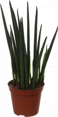 Рослина Сансевієрія d8/h25