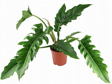 Растение Филодендрон Narrow Escape 14x50 см