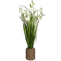 Растение декоративное Окопник белый в горшке 75 см Девилон