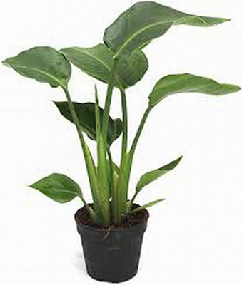 Растение комнатное Стрелиция 12x40 см
