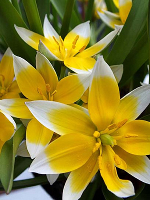 Луковица тюльпана ботанического Тарда 4 шт. 