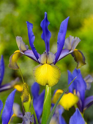 Луковица ириса голландского Мисс Сайгон р. 8/+ 5 шт. 