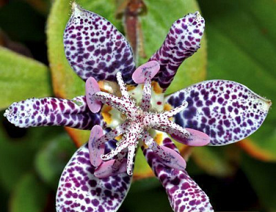 Корневище Яскрава Трициртус-садовая орхидея Hitra 1 шт.