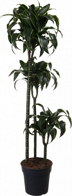 Растение комнатное Драцена 24/150 Артуро