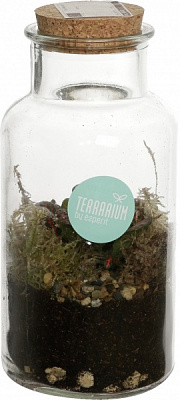 Растение террариум в бутылке 10/14