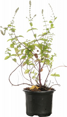 Рослина м’ята ментха d12