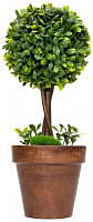 Растение Самшит вечнозеленый Buxus sempervirens h 40-50 см