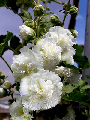 Кореневище мальви повної білої 1 шт.