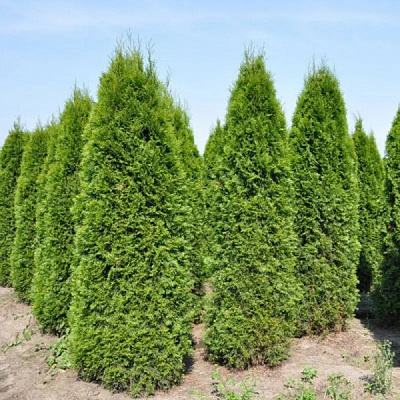 Рослина Туя західна Сьолоши / Thuja occidentalis SZOLOSI С7,5 /Н 25-35
