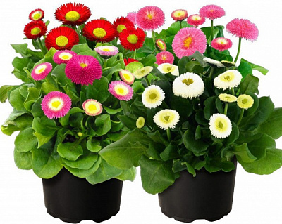 Рослина декоративна Маргаритка